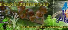 discos acuaria 
