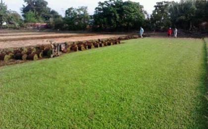 Venta de pasto natural en rollo natural