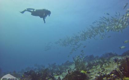 Scuba Diving in Playa del Carmen