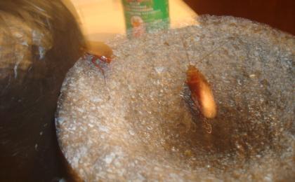 Cucarachas