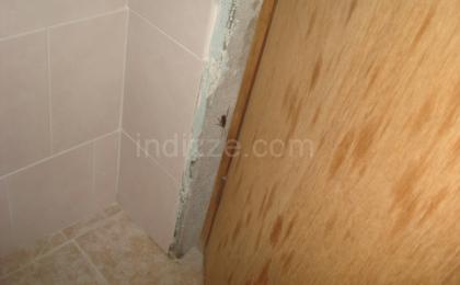 Cucaracha en pared