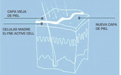 Active cell células madre epidermis regeneración