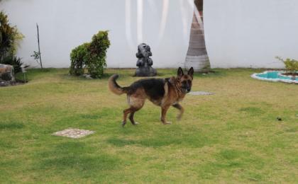 Pension canina en Cuernavaca sin jaulas