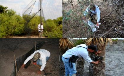 &quot;Estudios Ambientales&quot;, &quot;Fauna Silvestre&quot;, &quot;Flora Silvestre&quot;