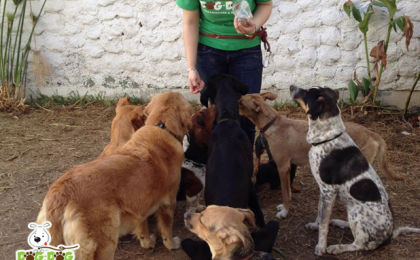 paseadores de perros, dog dog, hotel para perros guadalajara